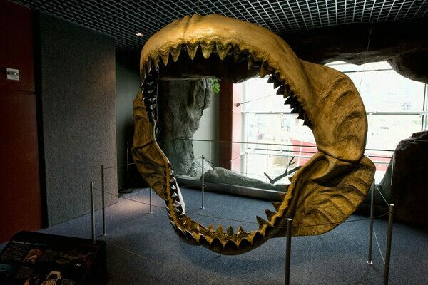 Reconstructed Megalodon jaw at the National Aquarium in Baltimore